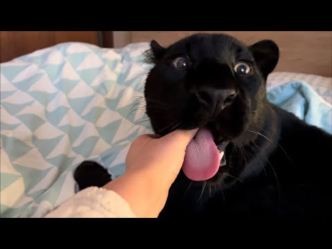 Видео: Пантера Луна и дракон🐆🐉/ взвешиваем леопарда и ротвейлера 😸