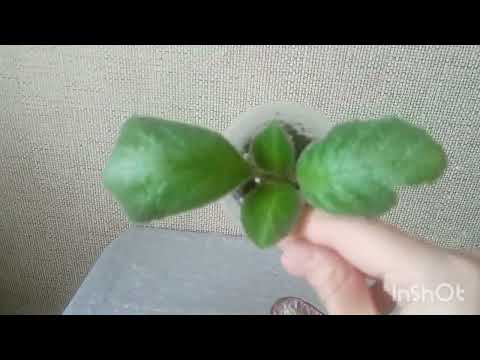 Видео: Излишки комнатных растений. НАБОРЫ!!!. Комнатные растения почтой