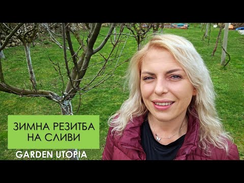 Видео: ЗИМНА РЕЗИТБА на СЛИВИ