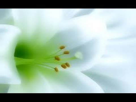Видео: Хочи Мирзо-ам-058 Саволу чавоби 20