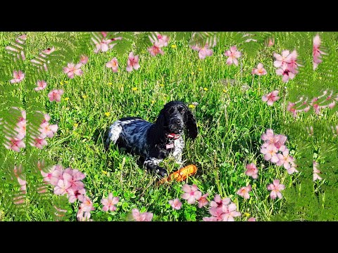 Видео: DogVlog : прогулка с собакой в поле🐾|Русский спаниель|