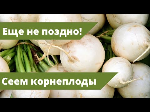 Видео: Настало время для РЕДЬКИ и ДАЙКОНА | Как и чем "накормить" корнеплоды?