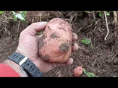 Видео: Результаты по картофелю Беллароза, Гала и Фаворит в этом, не самом удачном по погоде году.