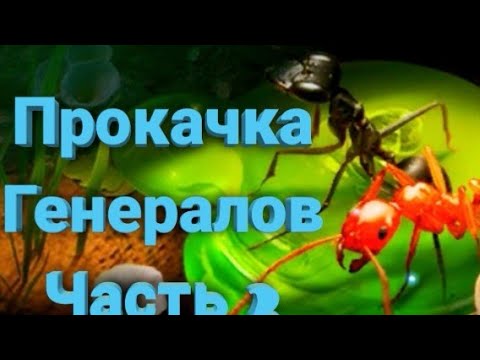 Видео: The ants:Underground Kingdom Прокачка Топ отряда Часть 2