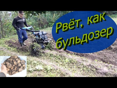 Видео: Копка картофеля картофелекопалкой VSP 1-КВ