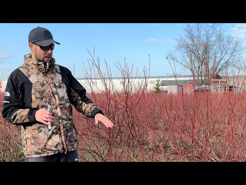 Видео: Обрезка голубики