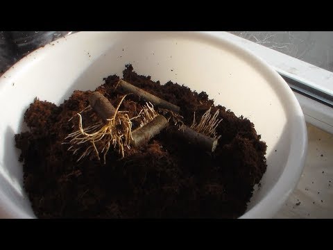 Видео: Часть 1 Несколько саженцев из одного черенка
