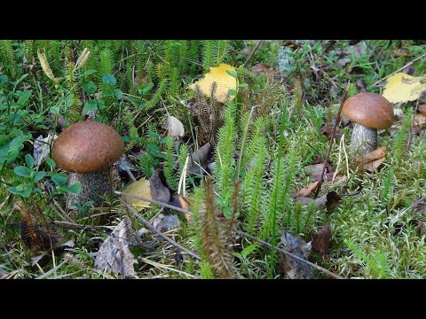 Видео: Знакомство с Карелией. Мечты... Мечты... Часть 8