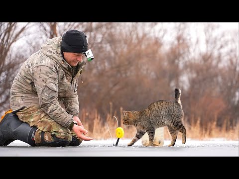 Видео: Как ко мне на рыбалке пришел КОТ)) Жерлицы на щуку. Январские приключения.