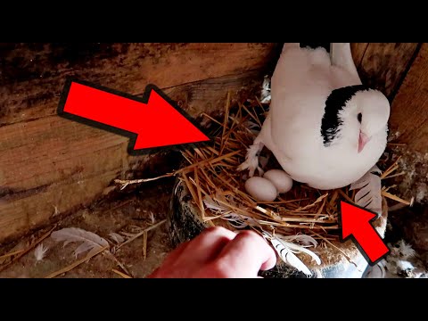 Видео: Закольцевал первых Голубят 2022