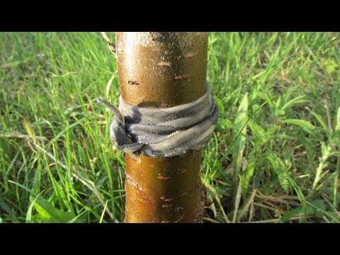 Видео: Как защитить дерево от муравьев - копеечный способ