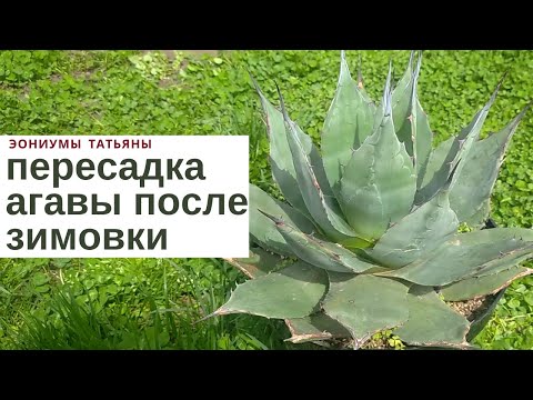 Видео: Пересадка агавы после зимовки /Agave replanting after wintering