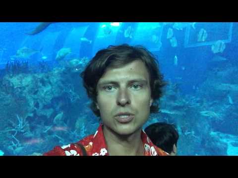 Видео: Прохор Шаляпин в Сингапуре. Часть 8. Подводный мир Океанариума.