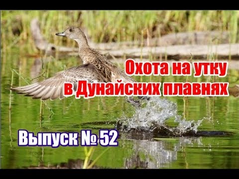 Видео: Охота на утку в Дунайских плавнях  | Выпуск №52 (UKR)