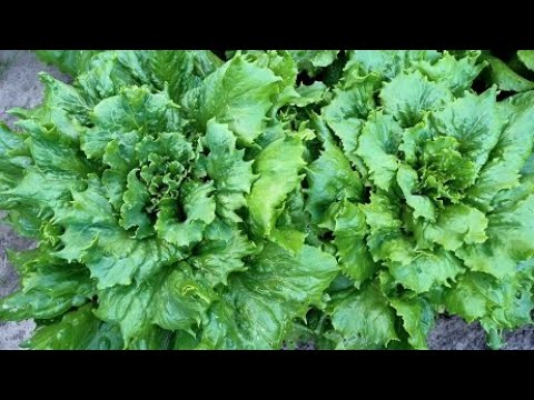 Видео: Как вырастить салат Айсберг в открытом грунте из семян