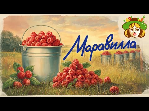 Видео: Ведро Малины С Куста. Схема Выращивания.