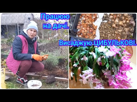 Видео: ВИСАДИЛА ДУЖЕ БАГАТО ЦИБУЛЬКОВИХ КВІТІВ🌷🪻#тюльпани#нарциси#крокуси#квітник #яквисадитицибулинніквіті