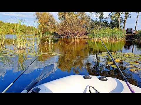 Видео: АКТИВНИЙ КЛЬОВ КАРАСЯ В ЗАРОСТЯХ ОЧЕРЕТУ!!! Вся риба в очереті
