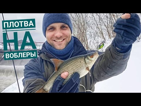 Видео: Крупная ПЛОТВА на ВОБЛЕРЫ! Удары как у голавля. Зимний спиннинг 2024.