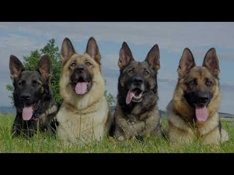 Видео: 🐶ЛАЙ СОБАК🐶СОБАКА БУДЕТ В ШОКЕ🐶