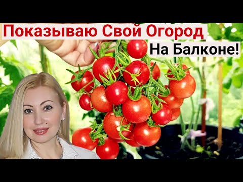 Видео: Не Жизнь, а СКАЗКА! Вот Как Я Выращиваю в Квартире ПОМИДОРЫ, ОГУРЦЫ и ПЕРЕЦ! Огород на Балконе 2024