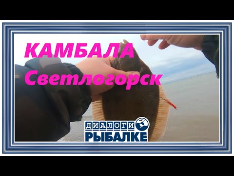 Видео: Диалоги о рыбалке - 103 / Светлогорск. Камбала