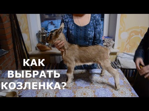 Видео: Экстерьер молочной козы, как выбрать козленка?