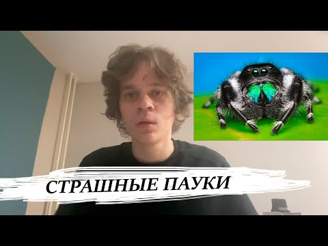 Видео: самые опасные пауки в мире