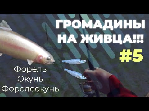 Видео: Хотел поймать рекордную ЩУКУ... Роки Ривер | Ultimate Fishing Simulator | На живца