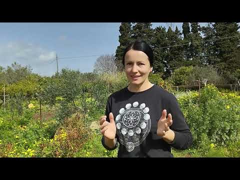 Видео: 63. ЖИЗНЬ на сицилийском ХУТОРЕ. Артишоки.  Насыпная грядка для огурцов.