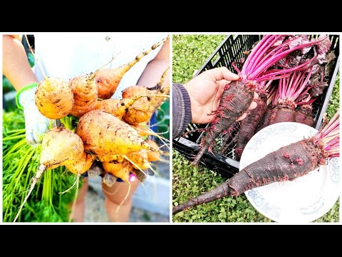 Видео: Без этих СЕКРЕТОВ хорошие семена МОРКОВИ и СВЁКЛЫ Вам не вырастить!