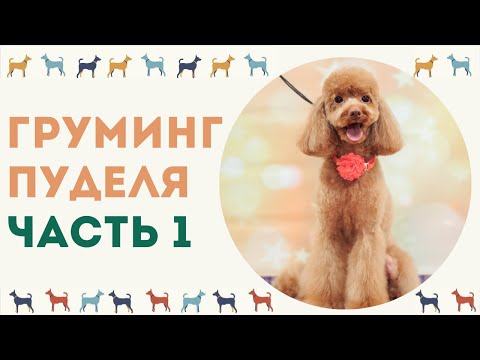 Видео: Стрижка пуделя Фантазийная. Часть 1