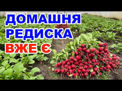 Видео: Редиска в теплиці без опалення !