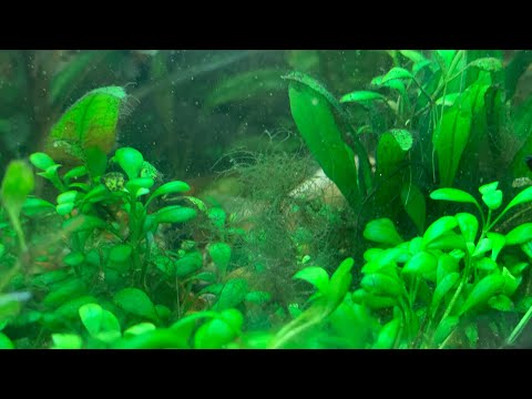 Видео: Одно проверенное средство от всех типов водорослей!!! Что нового на разводне ?