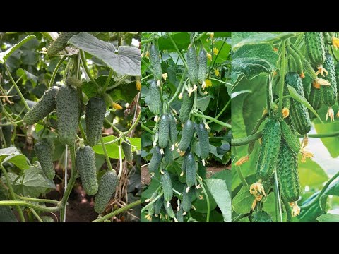 Видео: ТОЛЬКО ЭТИ ОГУРЦЫ ПОСАЖУ В 2025 ГОДУ, Урожай Собираю Вёдрами, Не Болеют, Вкусные, Можно Солить!