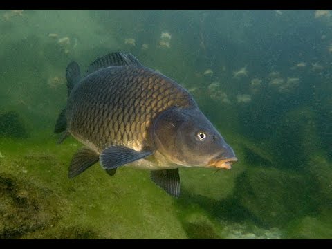 Видео: Ловля сазана, карпа, белого амура. Подводные съемки высокого качества! Carp Fishing!