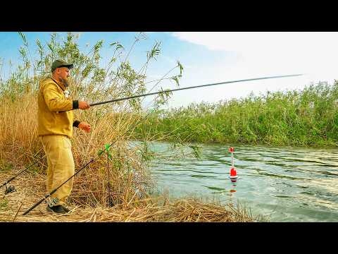 Видео: У КАМЫША ТЯНУТ ПОПЛАВОК НА ДНО! БЕШЕНЫЙ КЛЕВ НА ПОПЛАВОК! РЫБАЛКА В ОКТЯБРЕ!