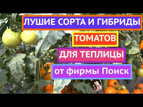 Видео: БОЛЬШОЙ ТОМАТНЫЙ ОБЗОР ЧАСТЬ 1 Теплица!