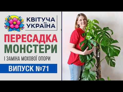 Видео: Вандальна пересадка монстери. Ніколи не повторюйте це!