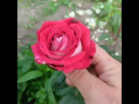 Видео: Огляд сортів.