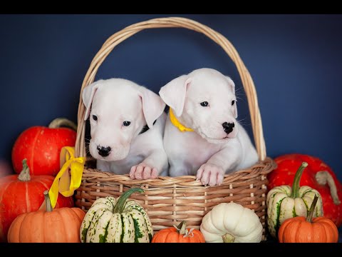 Видео: Щенки Аргентинского Дога "Доминика родила деток" Dogo Argentino Puppies