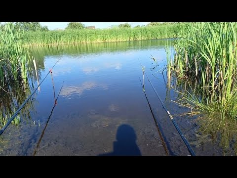 Видео: Ловля карася на поплавок.