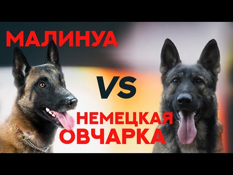 Видео: Малинуа или Немецкая Овчарка. Malinois vs German Shepherd.