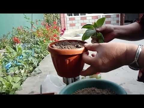 Видео: Бальзамин