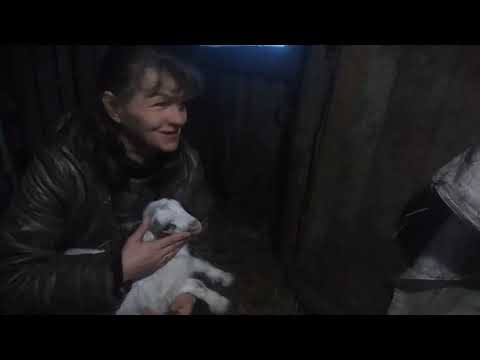 Видео: Трудный окот, патология у козлят и окормлении козлят