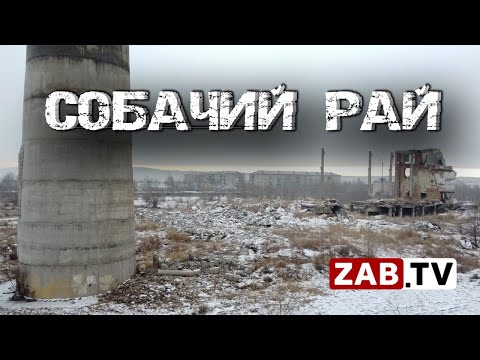 Видео: Бродячие собаки, свалки, заброшки. Достопримечательности посёлка Кадала.