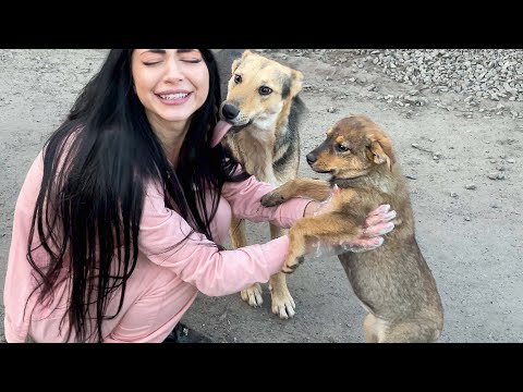 Видео: Бездомные щенки НАПАЛИ на Леру / Кормим Бездомных Собак и Кошек