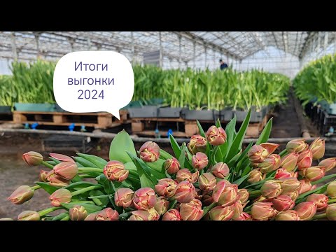 Видео: Два миллиона рублей🍾💐 за два месяца активного труда, итоги сезона 2024 по выгонке тюльпана.