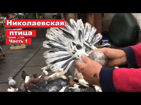 Видео: В гостях у Сергея Александровича(тел:(097)991-40-31). Смотрим николаевскую птицу. Часть 1