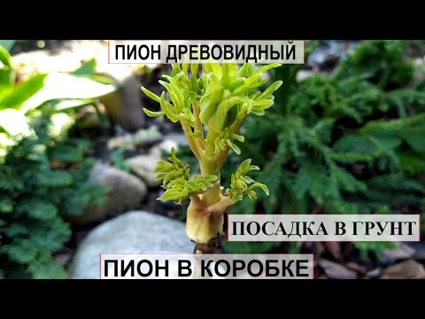 Видео: Пион древовидный привитый на травянистый  | Пион в коробке посадка в грунт и уход